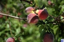 Reife Pfirsiche am Baum Reife Pfirsiche am Baum