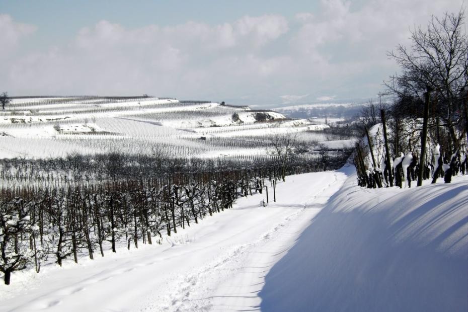 verschneite Rebberge