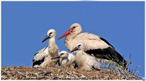Störche im Nest